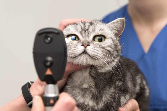 目の診察を受ける猫