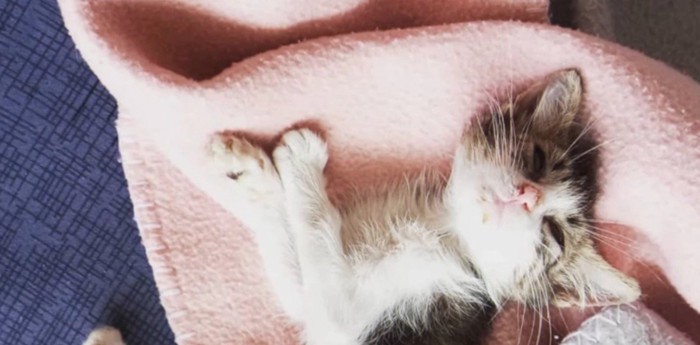 ピンクの毛布の上に痩せた子猫