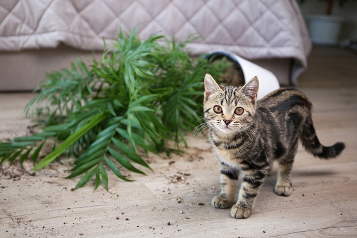 観葉植物を倒す猫