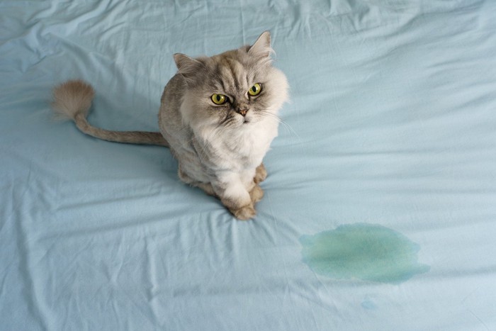 ベッドに粗相した猫