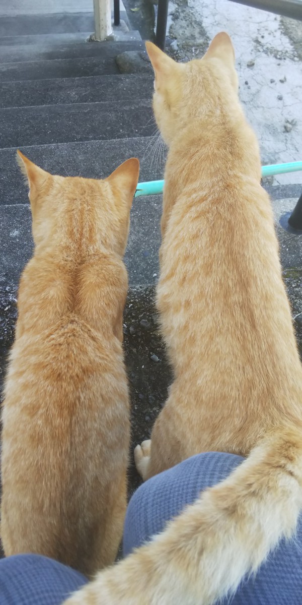 2匹の兄弟猫