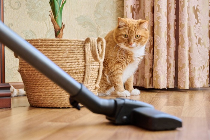 掃除機を怖がる猫