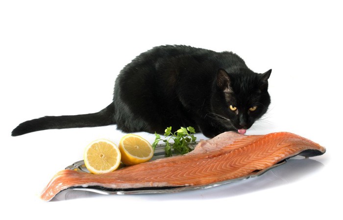 お皿にのった鮭をなめる猫