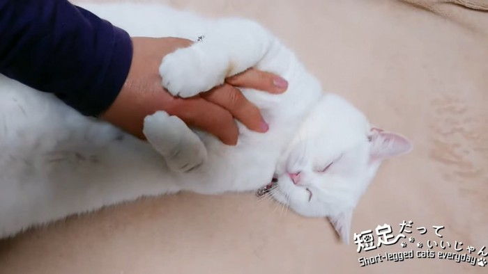 手を抱きしめて目を閉じる猫