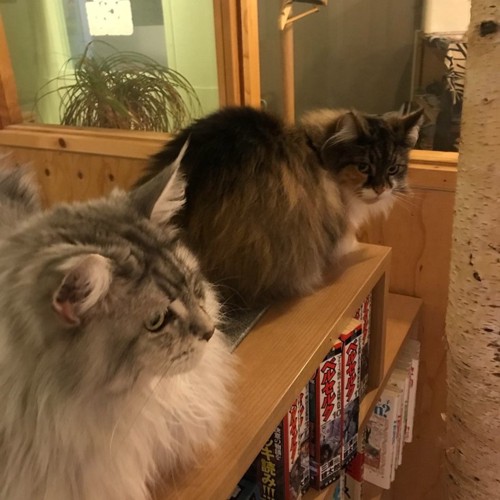 本棚の上の2匹のきたねこ家の猫