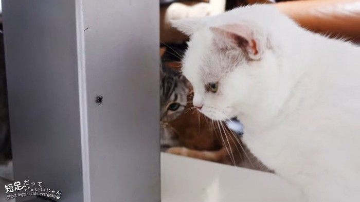 クモを見る白猫