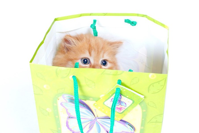 紙袋の中に隠れている猫