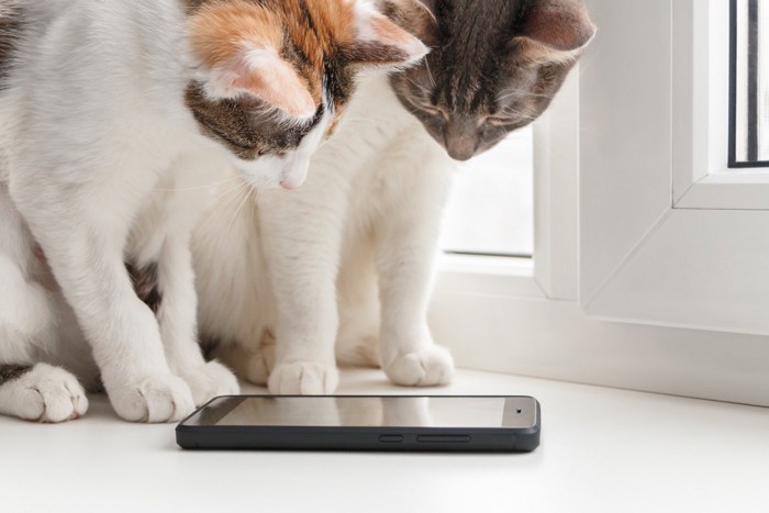 携帯電話を眺める二匹の猫