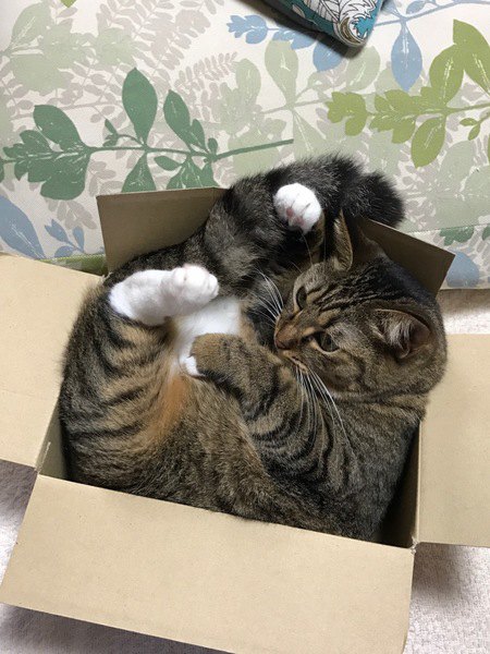 箱にすっぽり入る猫