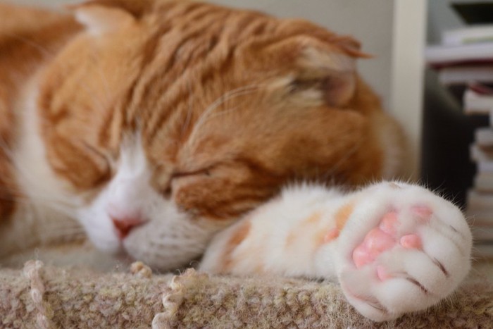 眠っているピンクの鼻と肉球の猫