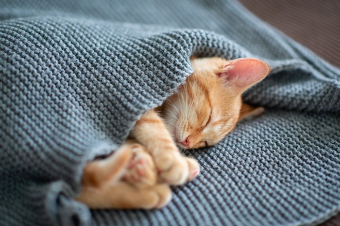 毛布にくるまって眠る猫