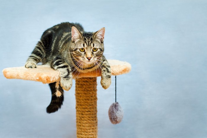 キャットタワーの上に乗る猫