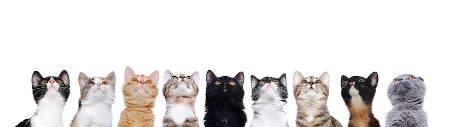 猫種の違う9匹の見上げる猫