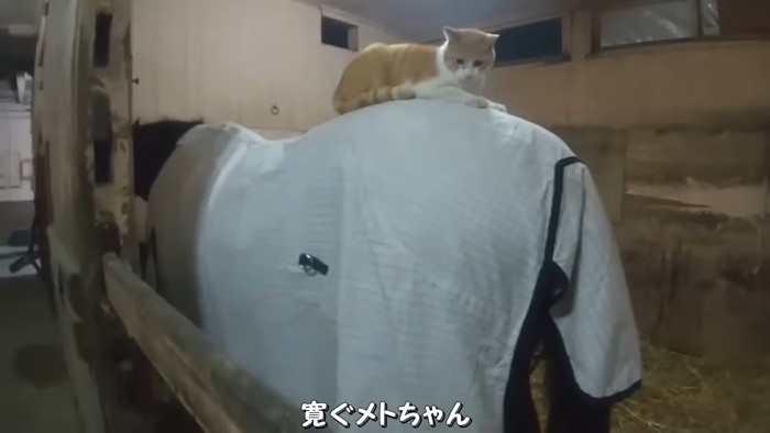 馬の背中でくつろぐ猫