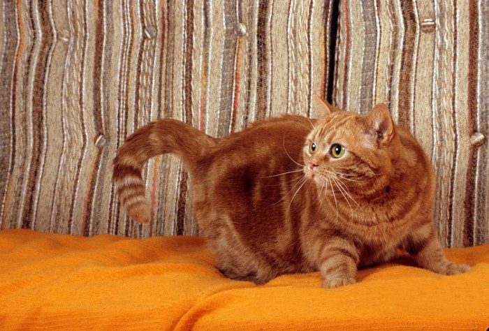 ソファの上で身構えて後ろを見る猫