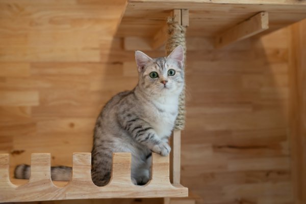 木製のキャットタワーに登る猫