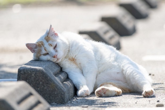 縁石を枕にする猫