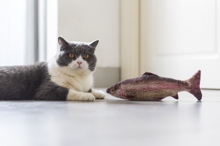 猫と魚のおもちゃ