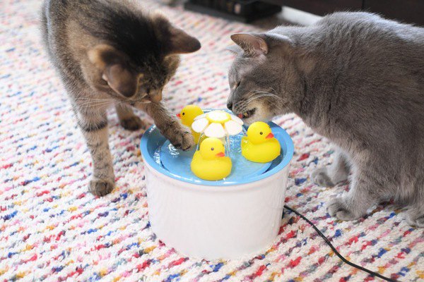 ひよこと遊びながら水を飲む猫たち