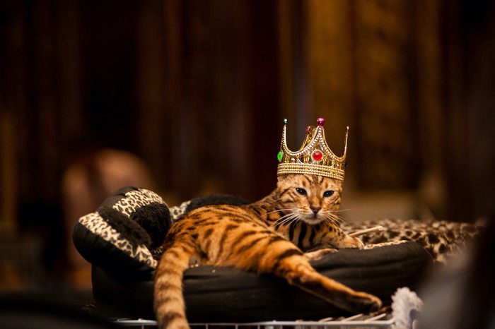 王冠を被って猫用ベッドで寛ぐ猫