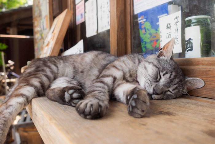 売店の台の上で眠る猫