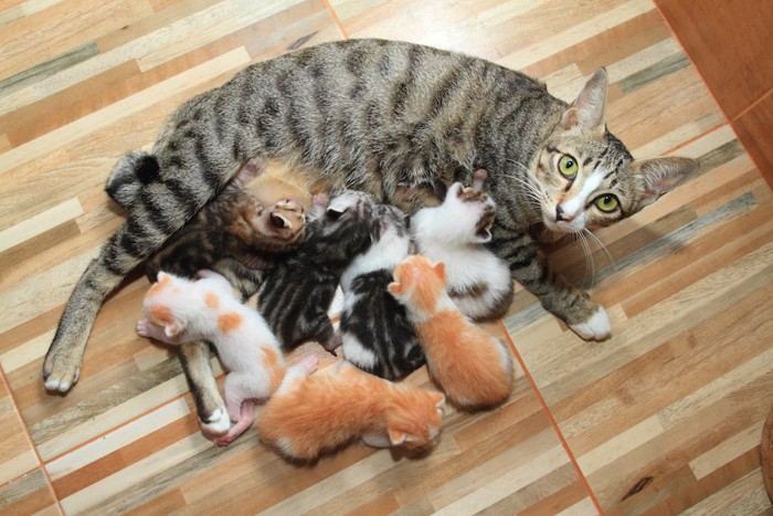 たくさんの子猫たちに授乳する母猫