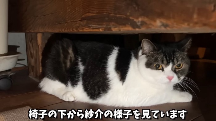 椅子の下に隠れる猫