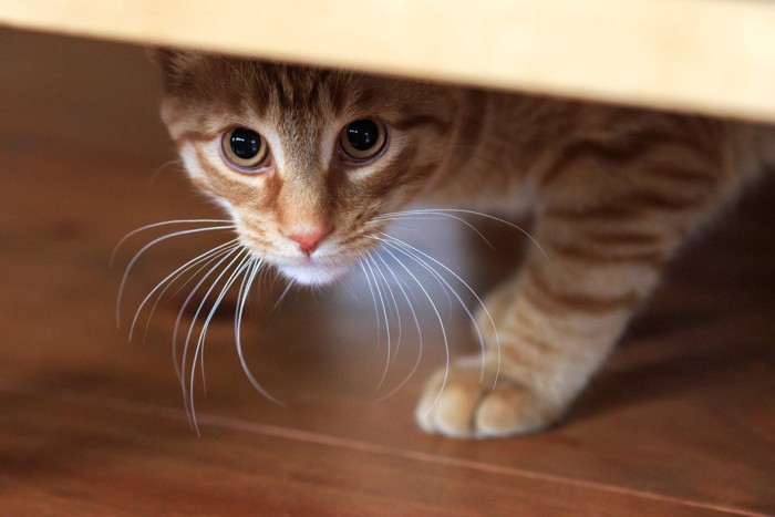 家具の下から上目遣いでこちらを見る猫