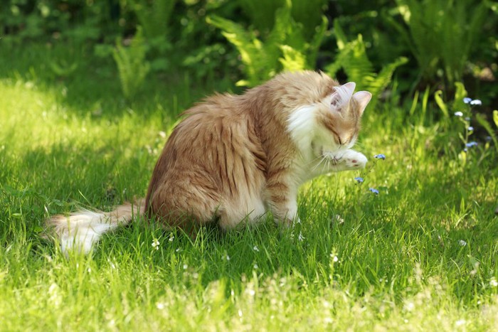 草むらでグルーミングをしている猫