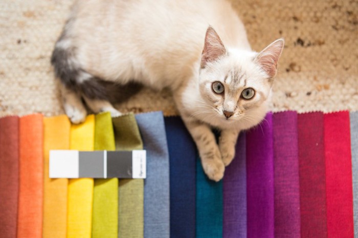 様々な色の布と猫