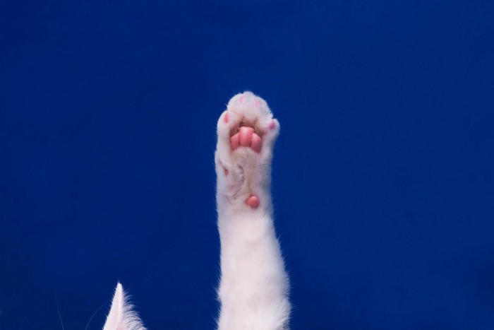 真っ白な猫の手