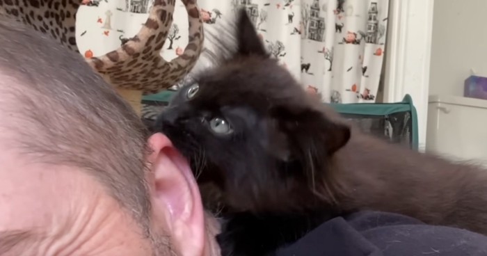 男性の耳を噛んでいる子猫
