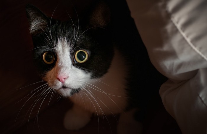 黒目がまん丸で緊張している猫