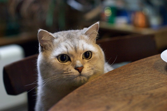 食卓から顔を覗かせる猫
