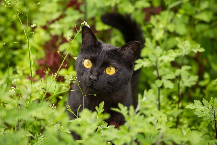 草むらの中の黒猫
