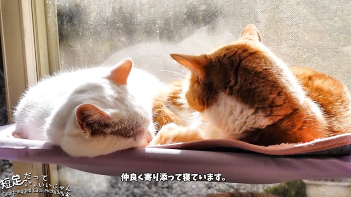 寝ている猫と猫の後頭部