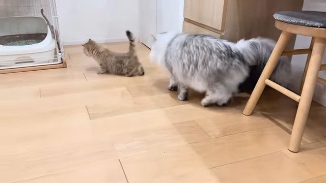 兄妹猫の行列
