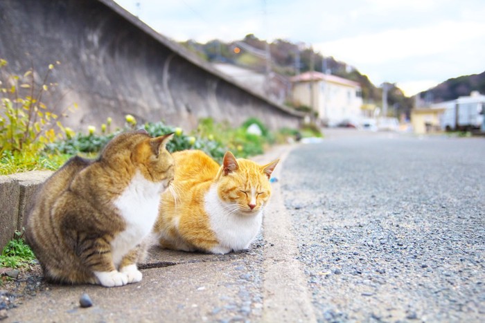 道端にいる2匹の猫