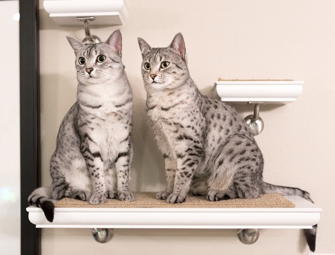 キャットウォークの1つの段に並んで座っている2匹の猫