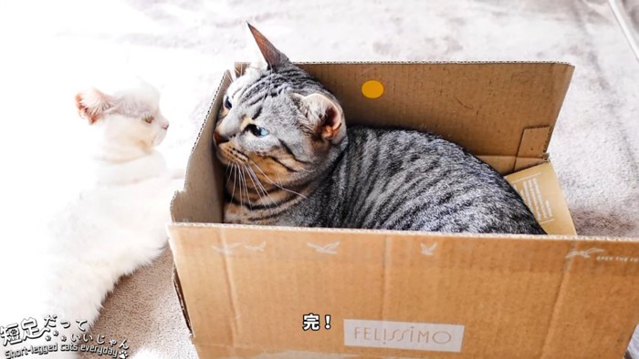箱の中にいる縞模様の猫