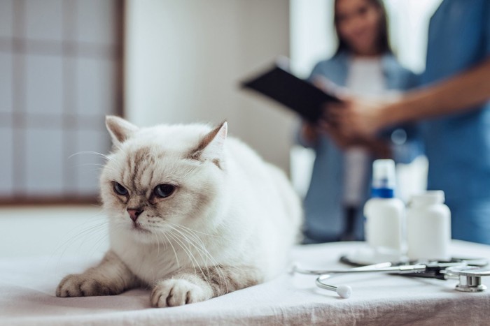 白い猫と獣医師