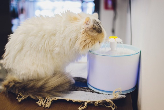 自動給水器で水を飲む猫