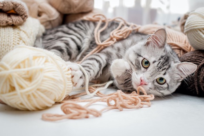 毛糸で遊んで寝転ぶ猫