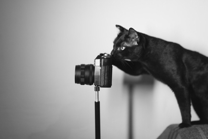カメラを構える猫