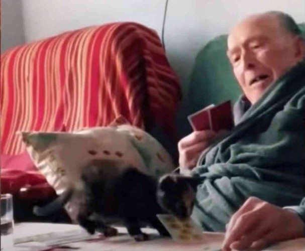 ソファに座る男性とカードを咥えた子猫