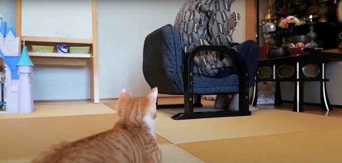 仏壇を見つめる子猫