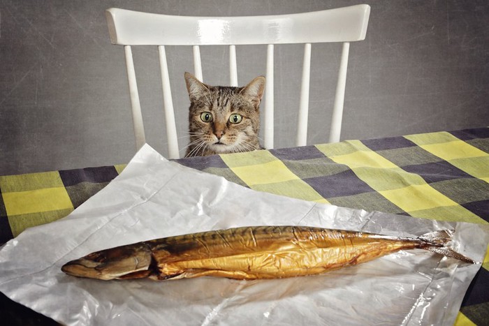 テーブルの上の焼き魚を狙う猫