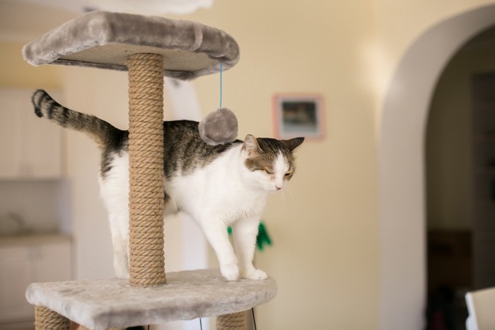 タワーに登る猫
