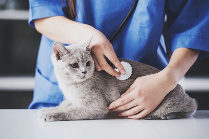 病院で獣医師の診察を受ける猫