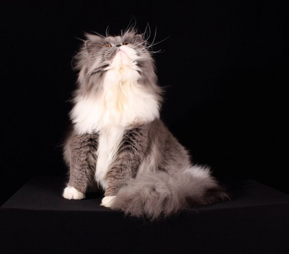 上を向いて座っているスモーク系の猫